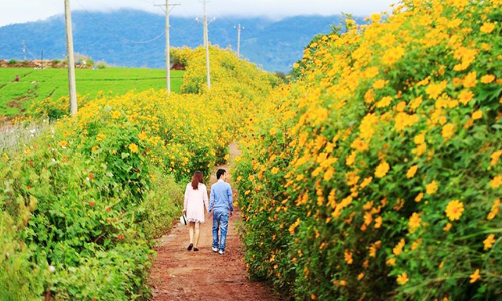 da-lat-in-december-cloud-hunting-sunflowers-festivals